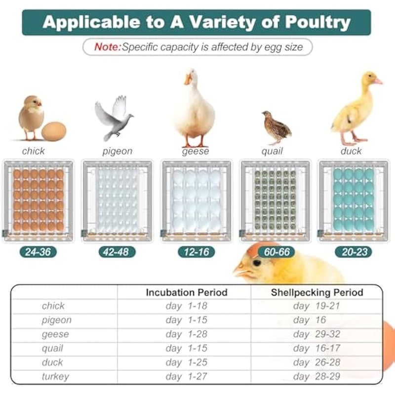 عربست حاضنة بيض من كوينسيبتوس، حاضنة بيض مع دوران البيض التلقائي ومراقبة الرطوبة، حاضنة لبيض الدجاج، حاضنة 36 بيضة مع شمعة، لبيض البط وبيض السمان - Image 3